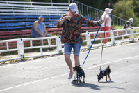 В Туле прошла выставка собак всех пород: фоторепортаж, Фото: 50