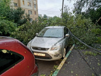 Поваленные деревья на ул. Пузакова, Фото: 15