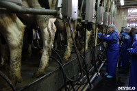 Конкурс профессионального мастерства среди операторов машинного доения коров, Фото: 42