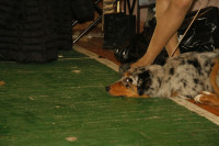 В Туле прошла всероссийская выставка собак, Фото: 7