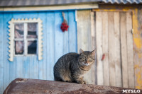 Тульские котики, Фото: 46