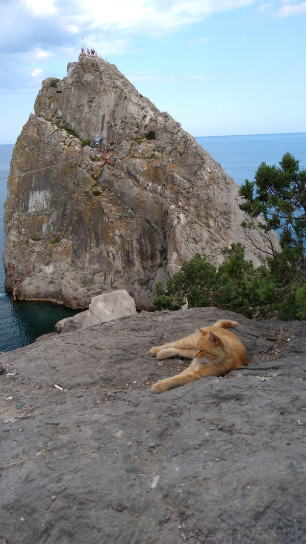 Вид на Диву с Кошки и кошка