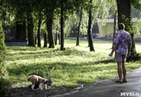 Рейд по выгулу собак в Центральном парке, Фото: 1