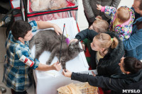 Выставка кошек в МАКСИ, Фото: 34
