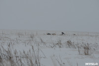 Гонки на собачьих упряжках «Большой тур» на Куликовом поле, Фото: 81