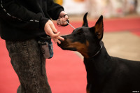 Выставка собак в ДК "Косогорец", Фото: 55