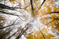 Золотая осень в Ясной Поляне, Фото: 83