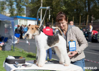 В Туле прошла Всероссийская выставка собак , Фото: 33