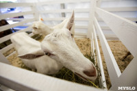 Выставка коз в Туле, Фото: 2