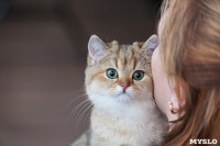 В Туле прошла выставка «Пряничные кошки» , Фото: 22