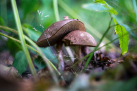 В Ясной Поляне засняли редкий краснокнижный гриб-баран, Фото: 3