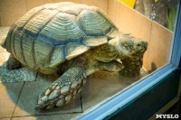 Черепахи в экзотариуме, Фото: 28