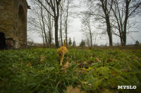 Храм Спаса Нерукотворного Образа, Фото: 30