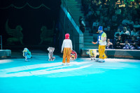 "Чудеса под Новый год" в Тульском цирке, Фото: 8