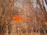 В Федоровке огонь с горящего поля едва не перекинулся на дома, Фото: 23