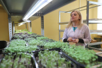 Елена Киеня выращивает микрозелень, Фото: 17