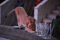 Новая программа в Тульском цирке «Нильские львы». 12 марта 2014, Фото: 20