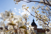 Цветочное настроение в Туле, Фото: 17