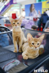 Выставка кошек в "Макси", Фото: 33