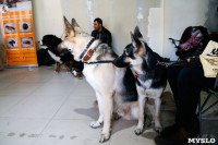 Выставка собак в Туле, Фото: 39