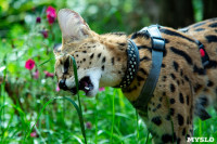 Бэби-леопард дома: зачем туляки заводят диких сервалов	, Фото: 40