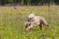 В Туле состоялись собачьи бега, Фото: 16