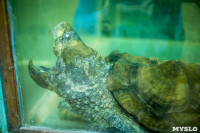 Черепахи в экзотариуме, Фото: 46