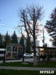 «Сушняк-2019 Тула». Городской хит-парад засохших деревьев, Фото: 218