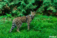 Бэби-леопард дома: зачем туляки заводят диких сервалов	, Фото: 36