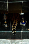 Бэби-леопард дома: зачем туляки заводят диких сервалов	, Фото: 24