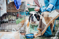 Всероссийская выставка собак в Туле, Фото: 116