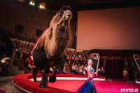 «Шоу Слонов» в Тульском цирке, Фото: 13