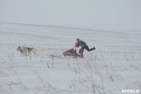 Гонки на собачьих упряжках «Большой тур» на Куликовом поле, Фото: 2