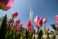 В Туле расцвели тюльпаны, Фото: 58