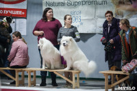 Выставка собак в Туле, Фото: 86