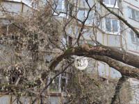 В Туле упавшее на девятиэтажку дерево повредило несколько балконов, Фото: 3