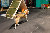 Хвостатые волонтеры: как собаки ищут пропавших живых и мертвых, Фото: 22