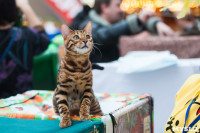 Международная выставка кошек в ТРЦ "Макси", Фото: 54