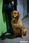 Выставка собак в Туле , Фото: 56