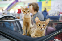 Выставка кошек в "Макси", Фото: 31