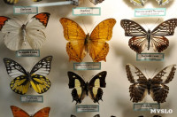Экспозиция тропических насекомых в Тульском экзотариуме, Фото: 5