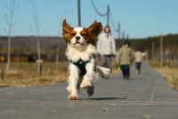 Арт-кэмп "Дикая Мята" прошел сертификацию по стандарту Pet-friendly, Фото: 13