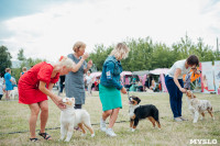 Всероссийская выставка собак в Туле, Фото: 102