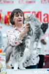 Выставка "Пряничные кошки" в ТРЦ "Макси", Фото: 44
