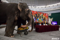 Тульский цирк анонсировал Шоу слонов, Фото: 3