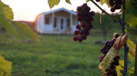 Виноград с южных склонов Дубны: как работает необычная семейная ферма в Тульской области, Фото: 52
