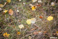 Золотая осень в Тульской области, Фото: 46