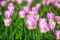 В Туле расцвели тюльпаны, Фото: 5