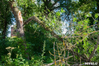 В Баташевском саду из-за непогоды упали вековые деревья, Фото: 10