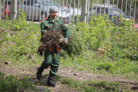 Высадка молодого леса, Фото: 44